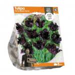 Baltus Tulipa Parrot Black Parrot tulpen bloembollen per 5 stuks